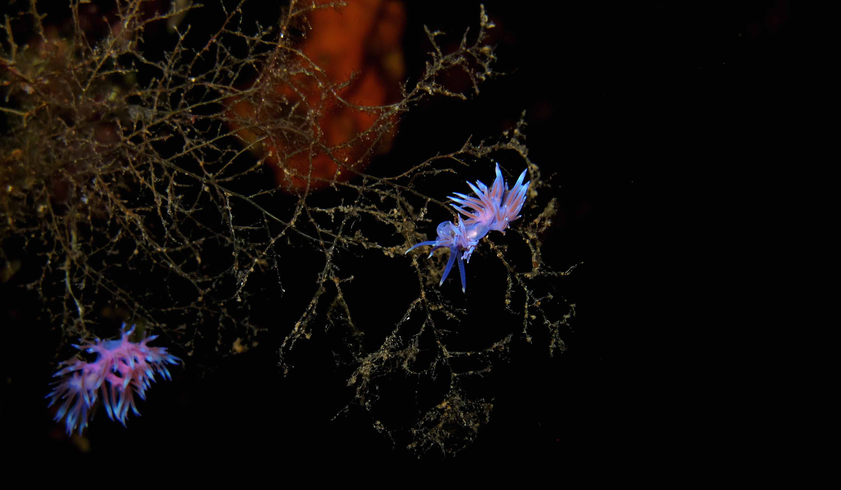 Linosa flabellina rosa