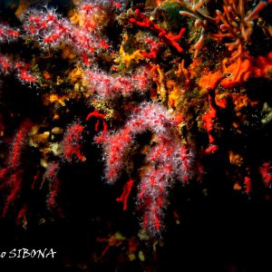Secca Carega: corallo rosso