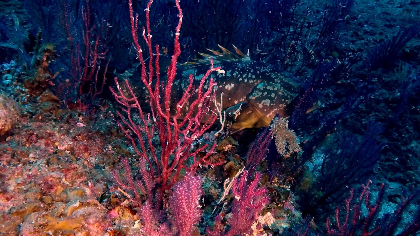 cernia-gorgonia-medas