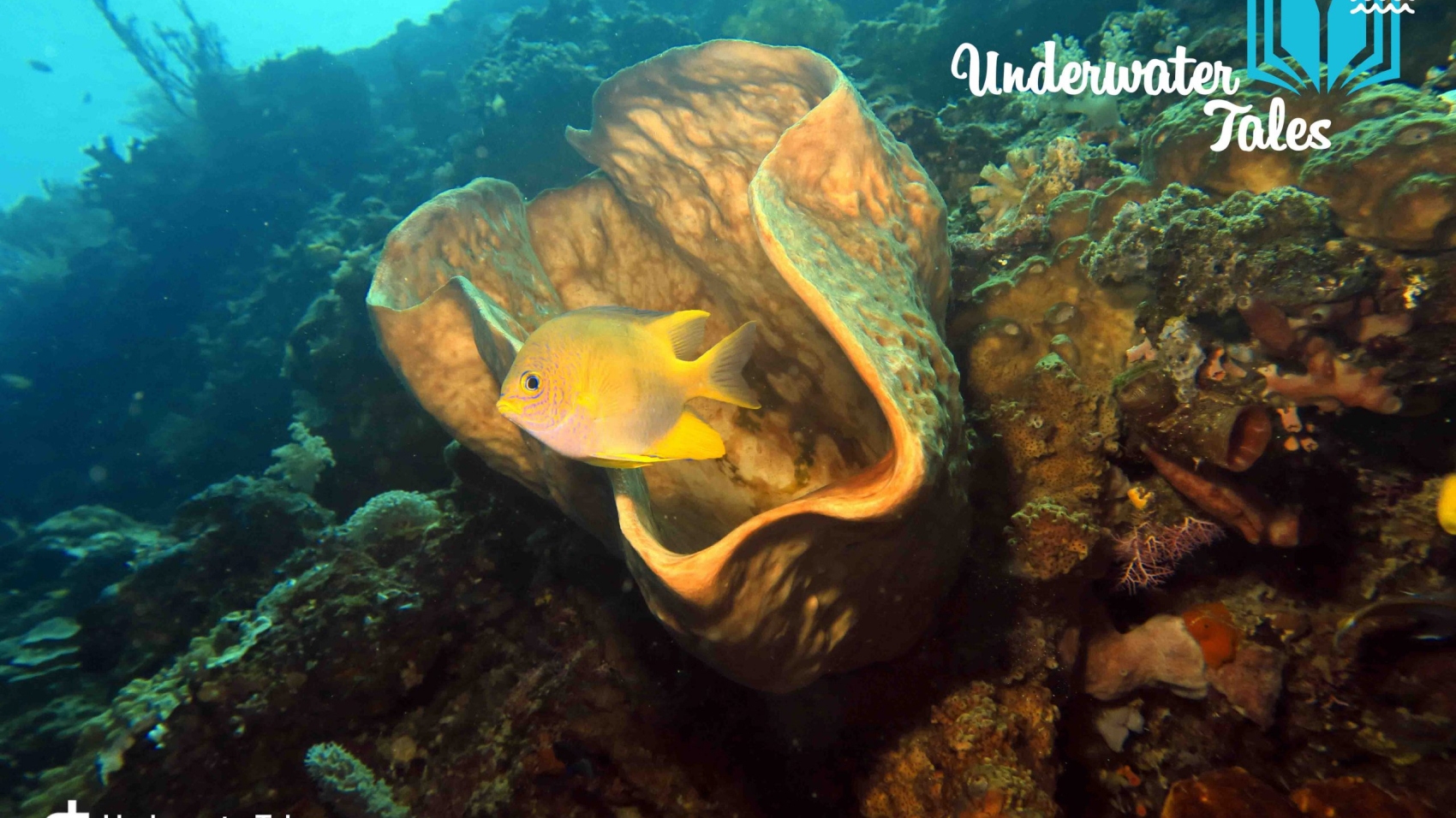 manado-bunaken-underwatertales-pesce-falco-spugna-a-canna