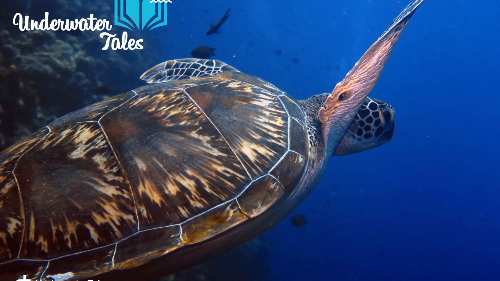 manado-bunaken-underwatertales-tartaruga-11