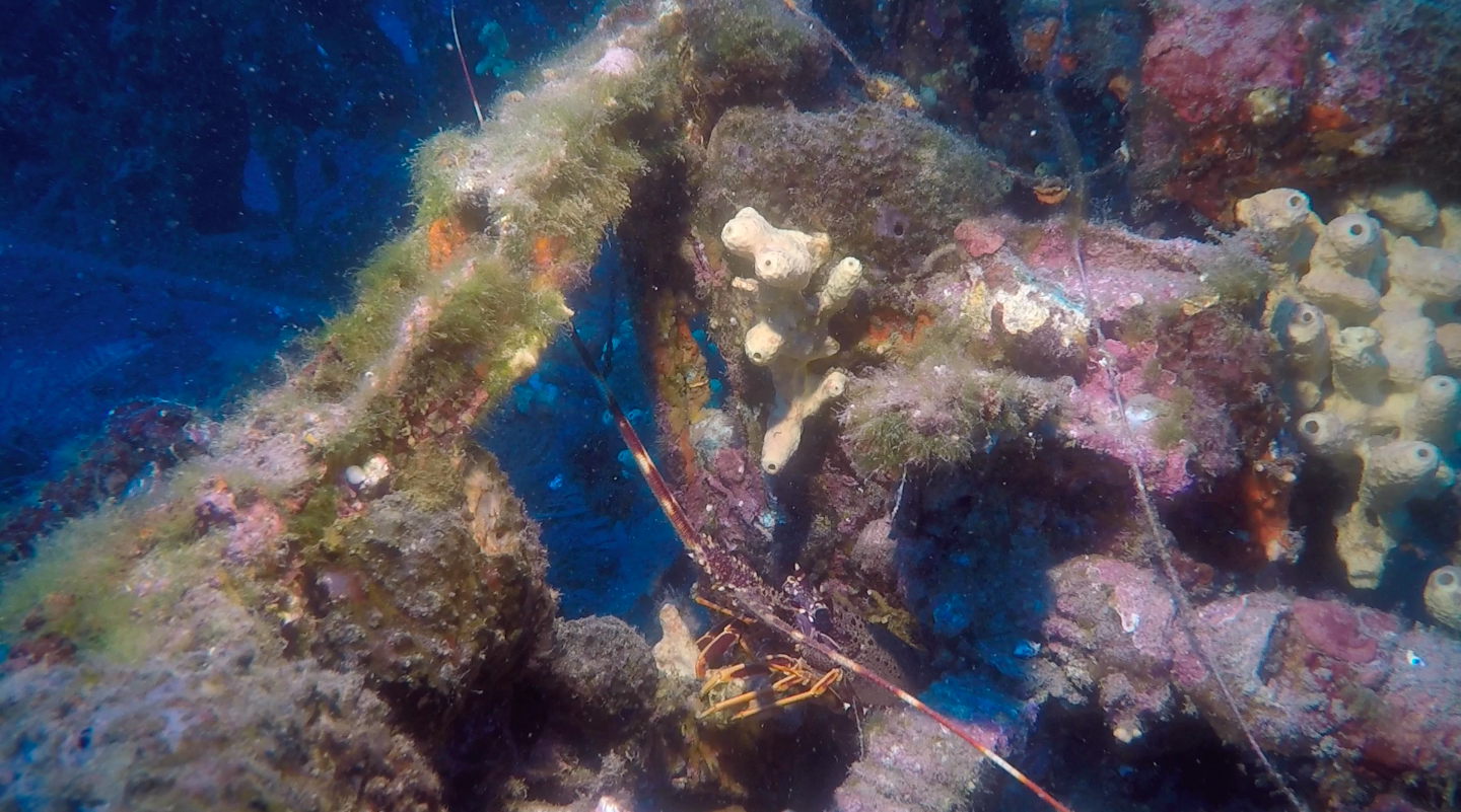 Alcune aragoste fanno capolino dai vari pertugi tra le lamiere