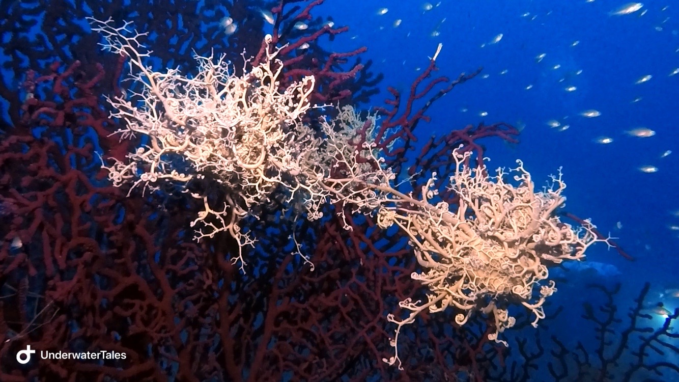 Un’ immersione a Santo Stefano al Mare. Se sei un fotografo subacqueo, un video operatore subacqueo oppure se ti piacciono le gorgonie ed il coralligeno, se ami la biologia marina ma soprattutto se possiedi un brevetto tecnico allora questa immersione sarà anche per te sicuramente indimenticabile. È il Giardinetto. 