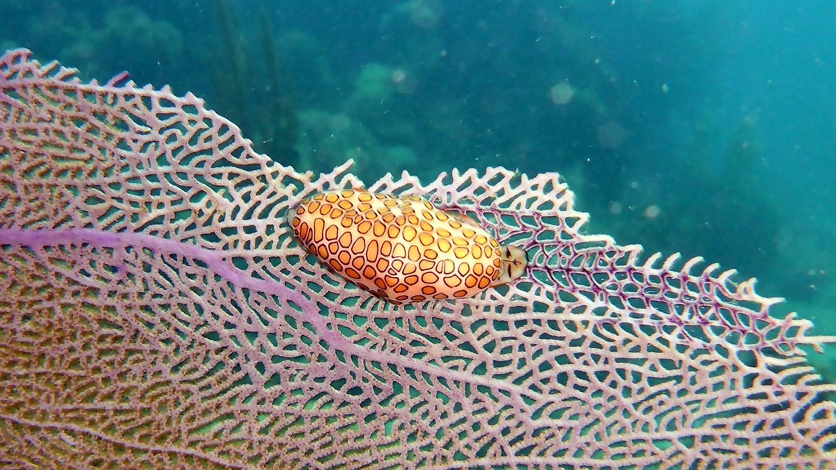 L’unica nota positiva è che la sua predazione non è definitiva dal momento che i coralli riescono a riparare il danno, facendo ricrescere i polipi in tempi abbastanza rapidi.