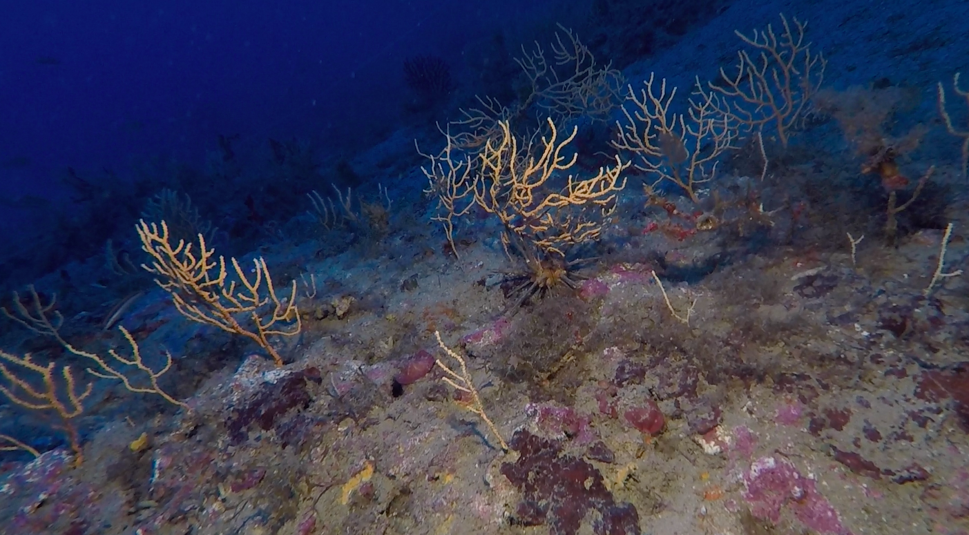 Questo sito di immersione al largo di Santo Stefano al Mare si presenta come una cigliata molto bassa che in alcuni tratti sembra addirittura una semplice distesa di sabbia con alcune escrescenze rocciose posizionate qua e là, in un’aera di circa duecento metri di diametro, ad una profondità di 55 metri.