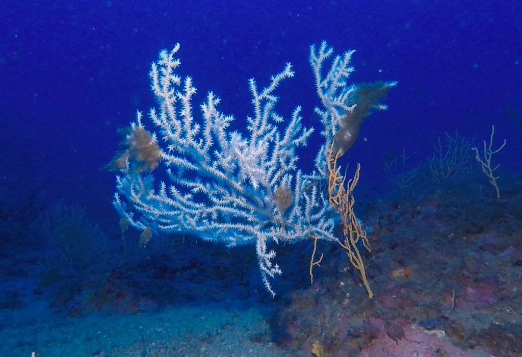 Immersioni a Santo Stefano al Mare: un ventaglio di gorgonia bianca