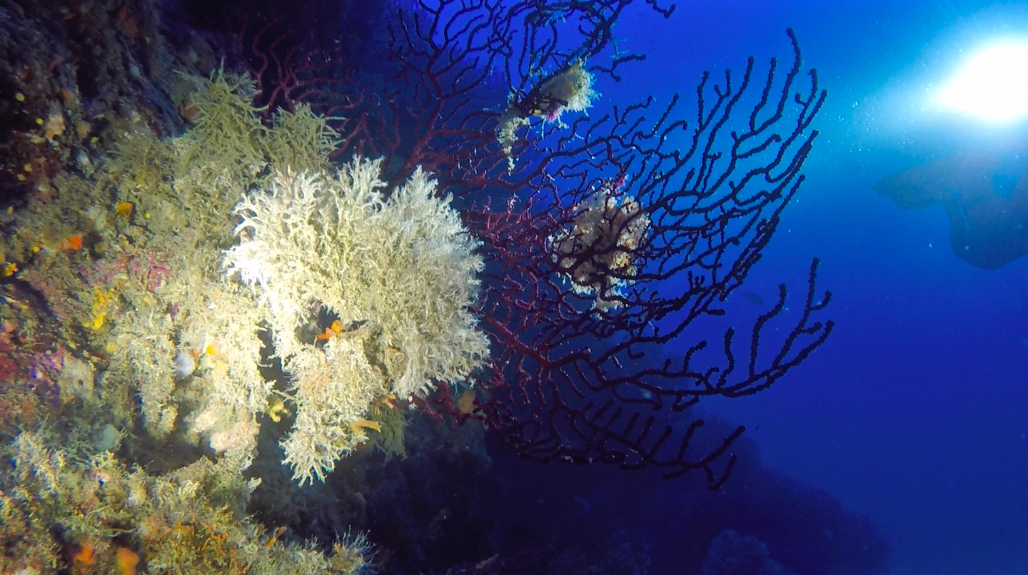 Mantenendo la parete sulla mia sinistra iniziai la mia immersione subacquea alle Formiche della Zanca tra magnifici ventagli di gorgonie rosse sulle quali erano depositati dei bianchissimi briozoi