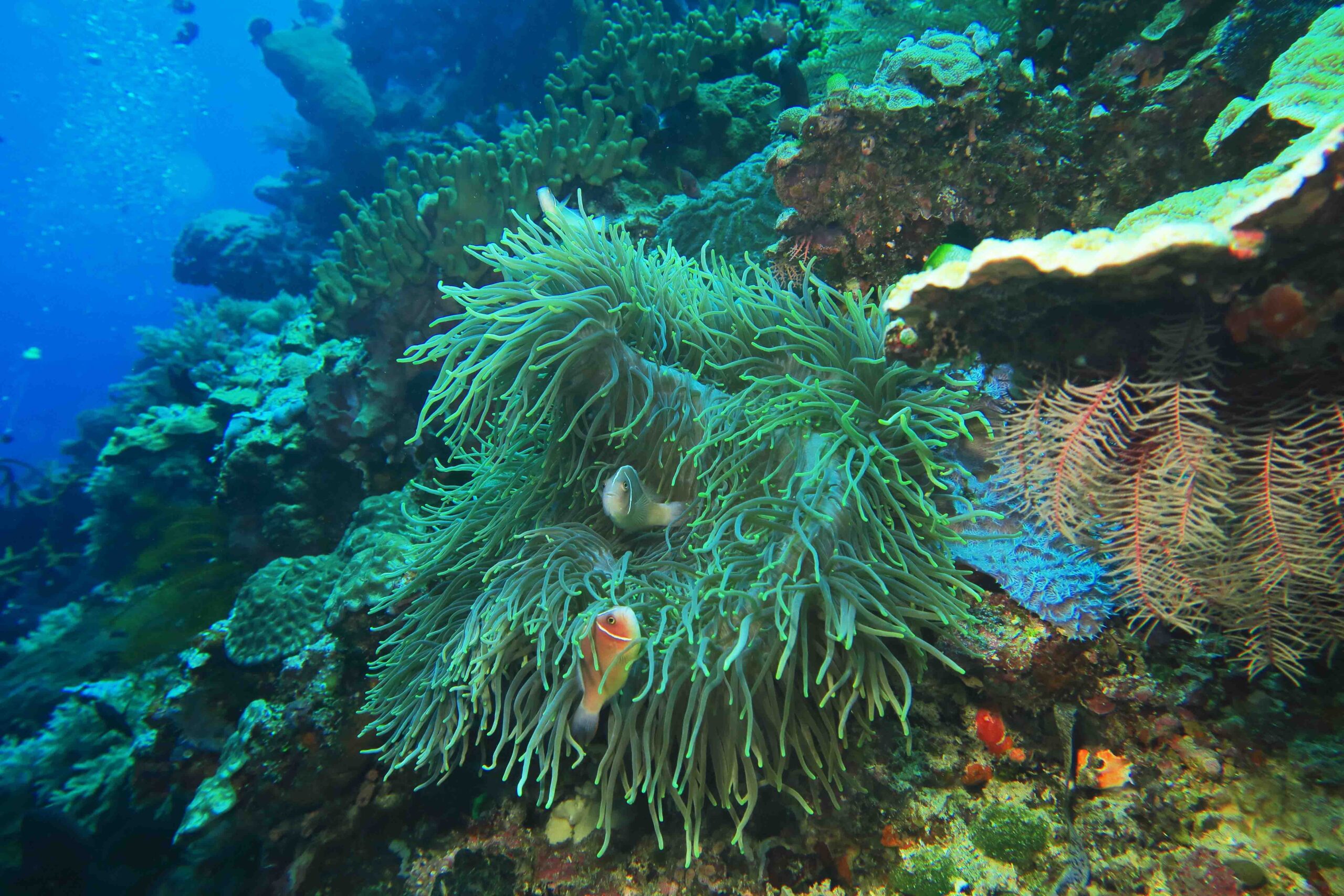 La barriera corallina di Bunaken è ricca ed incontaminata, con una corposa e abbondante vita di coralli e pesci in grande concentrazione.