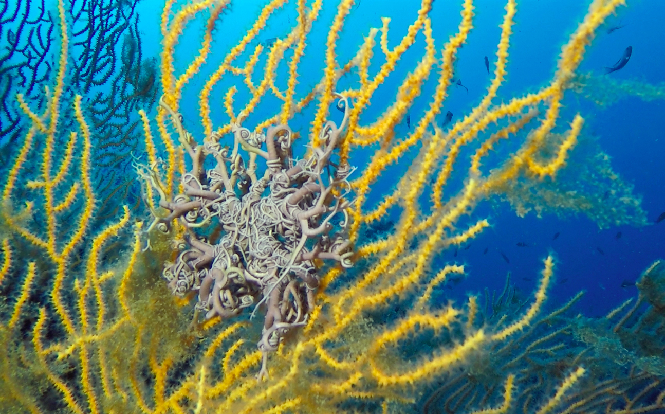 Le stelle gorgone, che per anni hanno rappresentato il soggetto dei desideri per le mie fotografie subacquee, continuano ad essere il mio incontro preferito in immersione. Alle Formiche della Zanca ne ho trovata una su una gorgonia gialla.