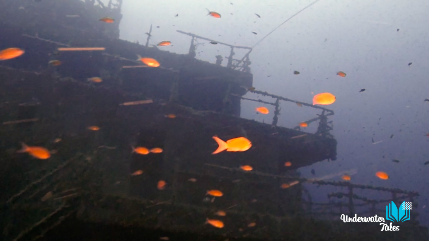 Immersione_haven_castello_anthias
