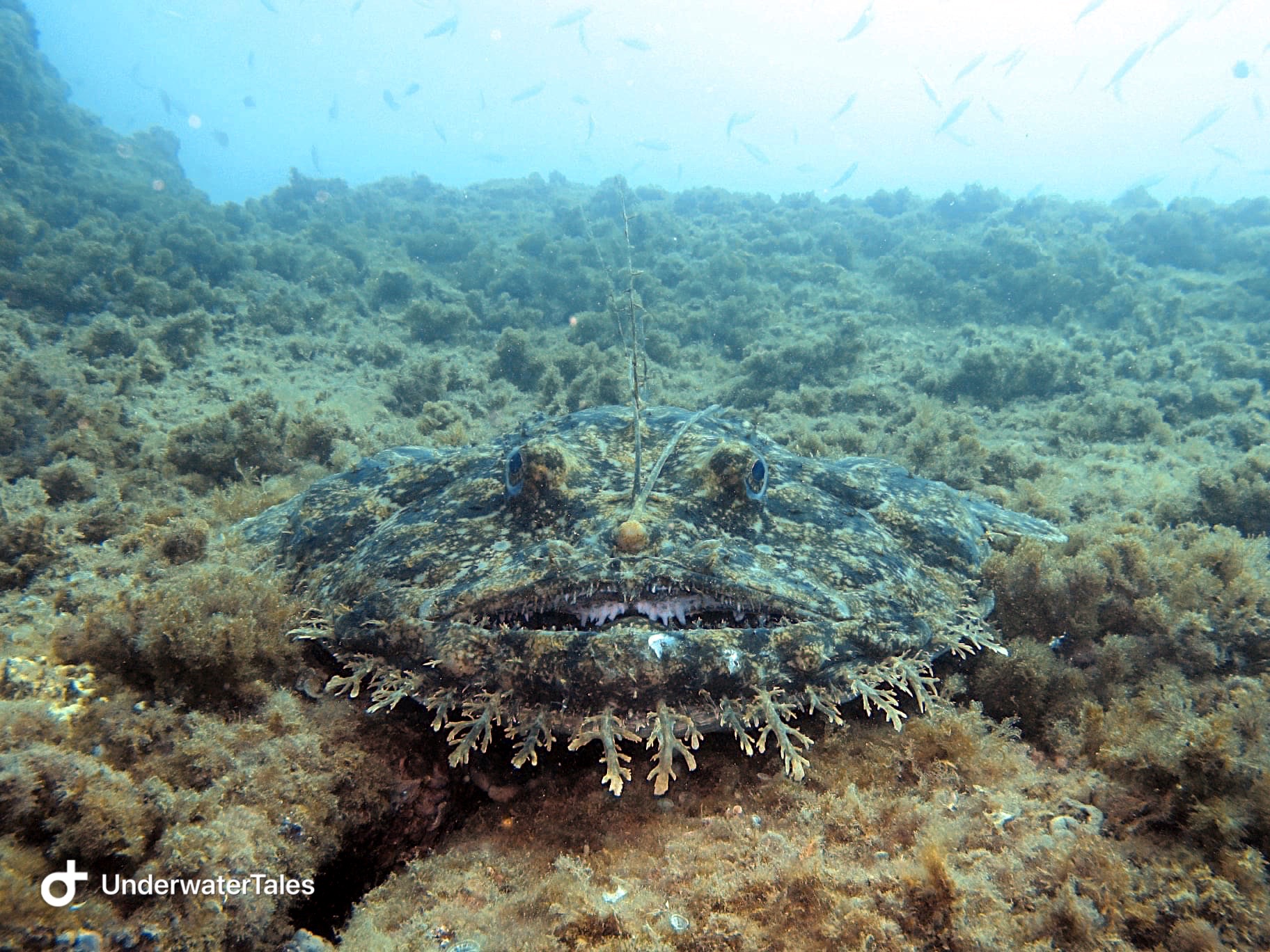 La bocca della rana pescatrice