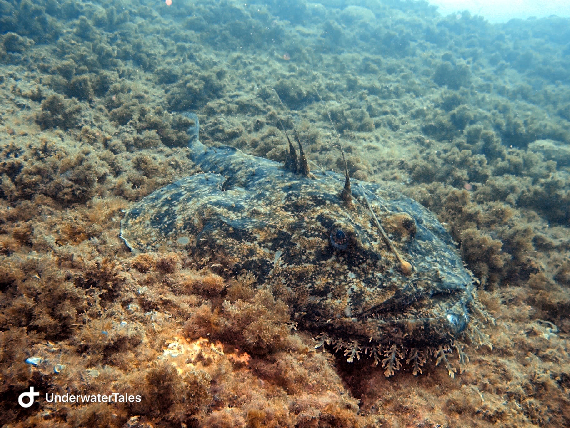 La rana pescatrice di Portofino 