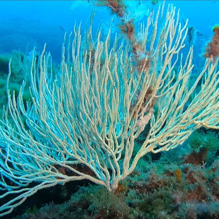Una crociera subacquea tra Corsica e Capraia