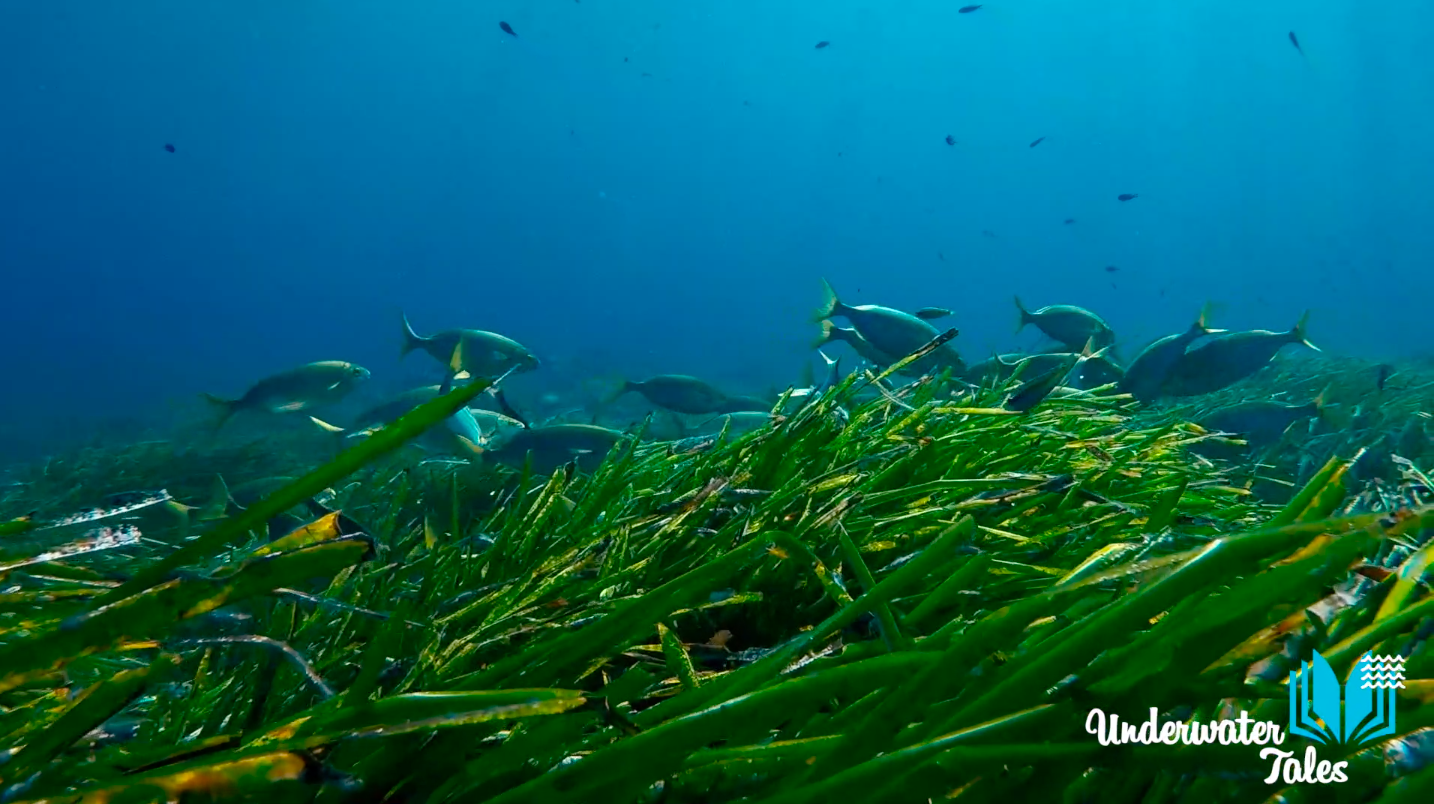 La salpa: il pesce allucinogeno