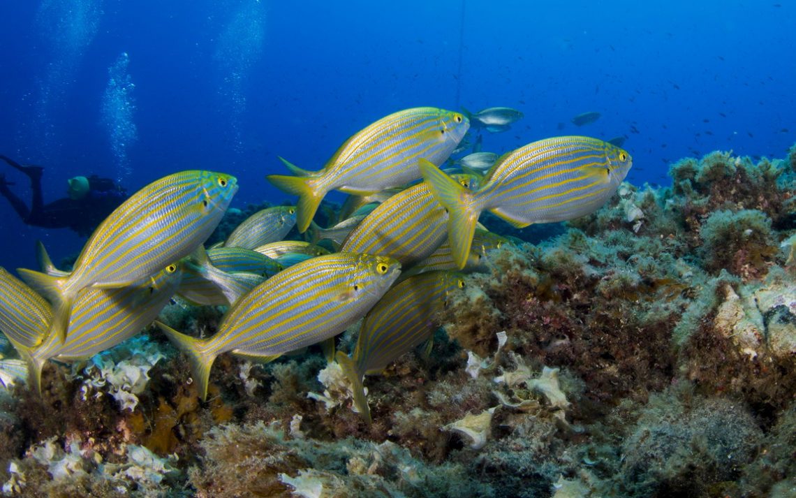 La salpa: il pesce allucinogeno