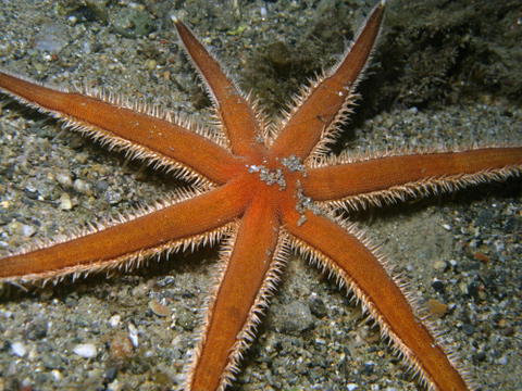 La stella marina a sette punte