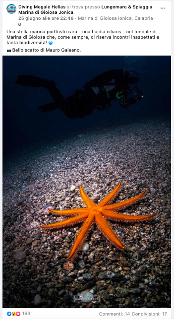 La stella marina a sette punte