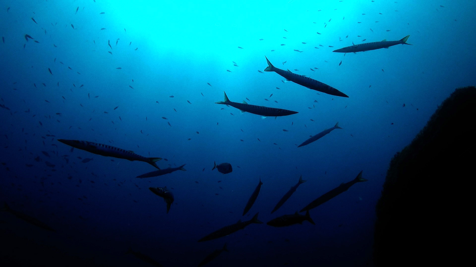 Immersione a Portofino: Secca Carega