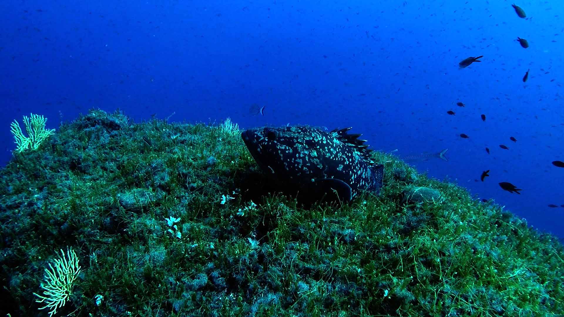 Immersione a Portofino: Secca Carega