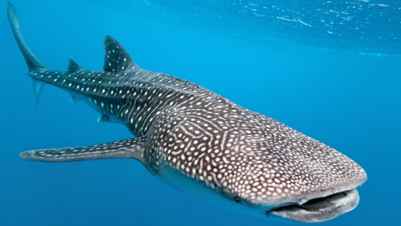 Maldive 2008, lo squalo balena