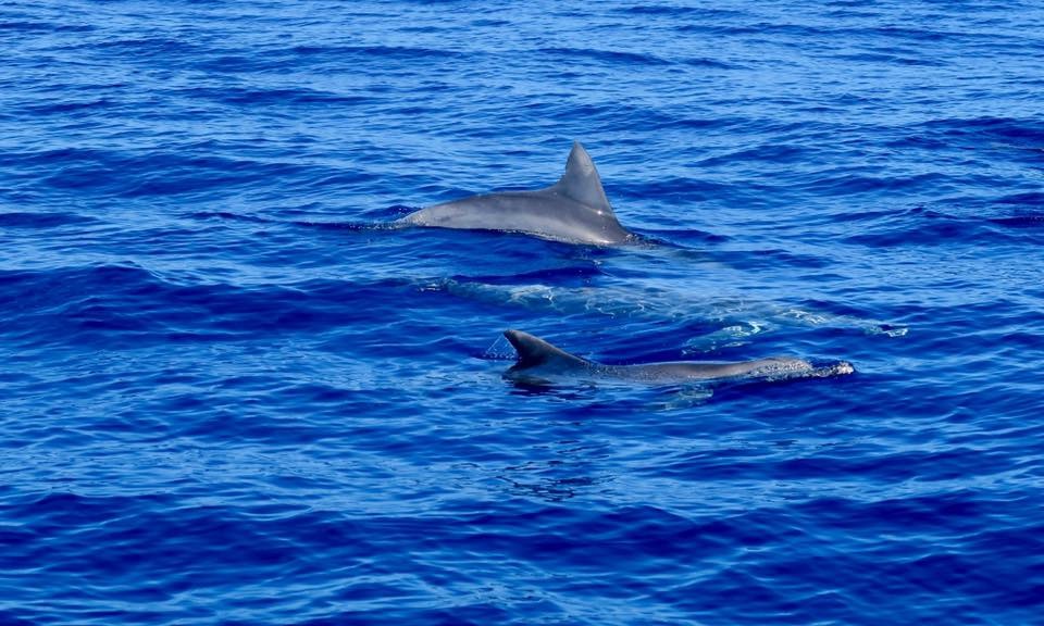 Maldive 2008, lo squalo balena