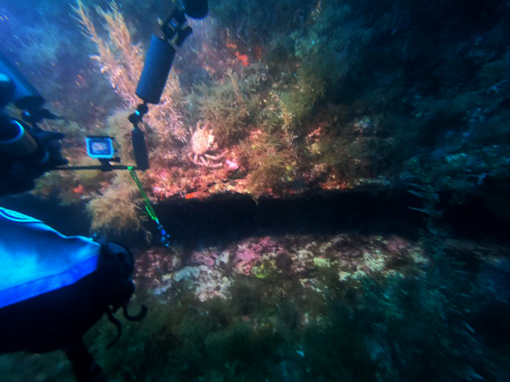 Una crociera subacquea tra Corsica e Capraia