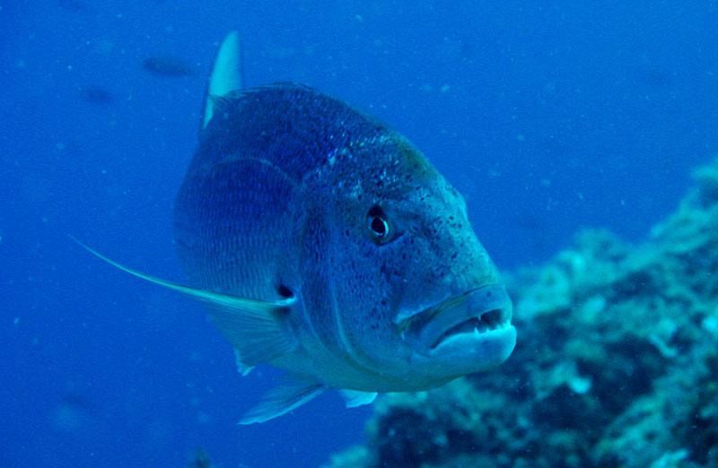 Una crociera subacquea tra Corsica e Capraia