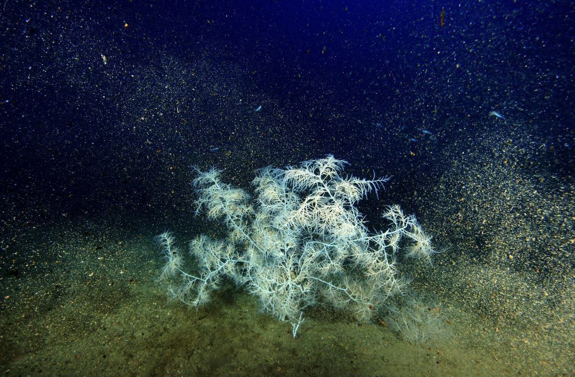 Il corallo nero dell’ Haven