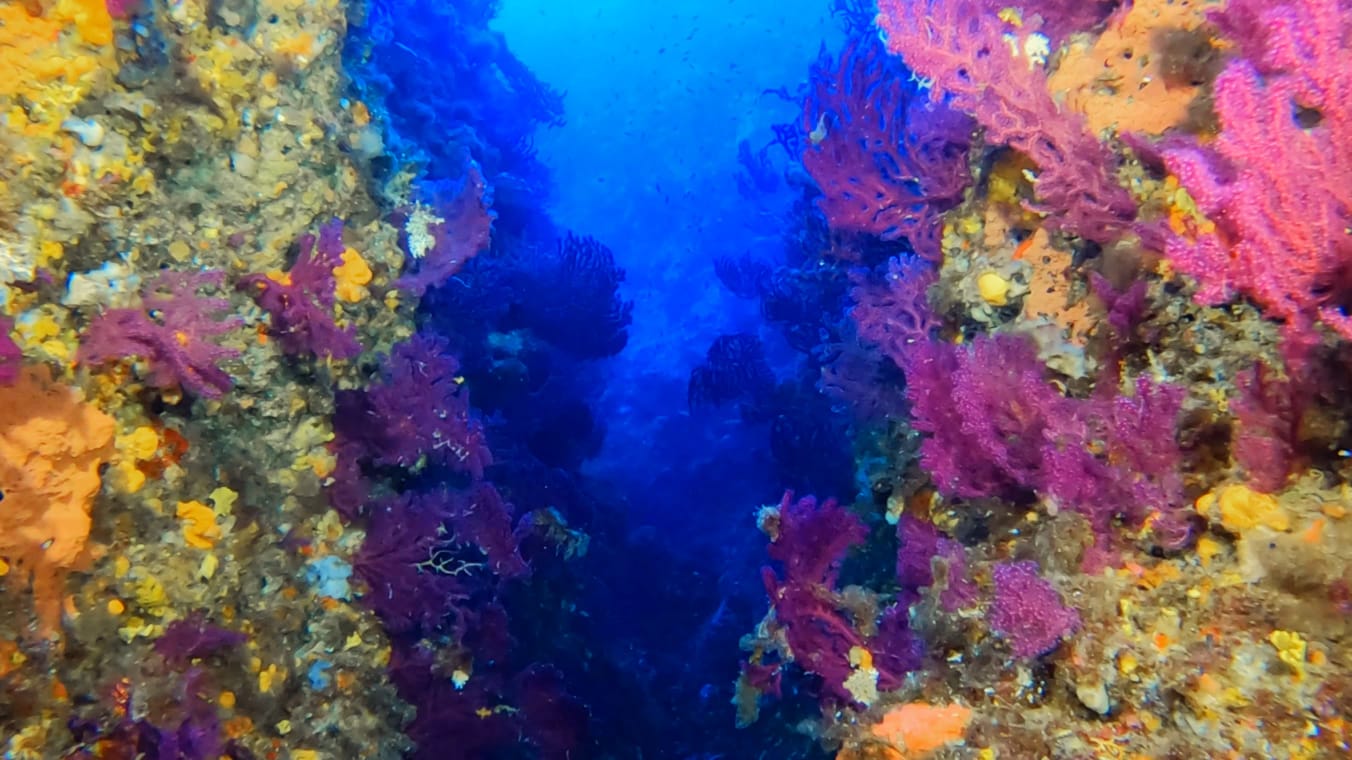 Immersione a Marettimo l’Orlata di San Simone