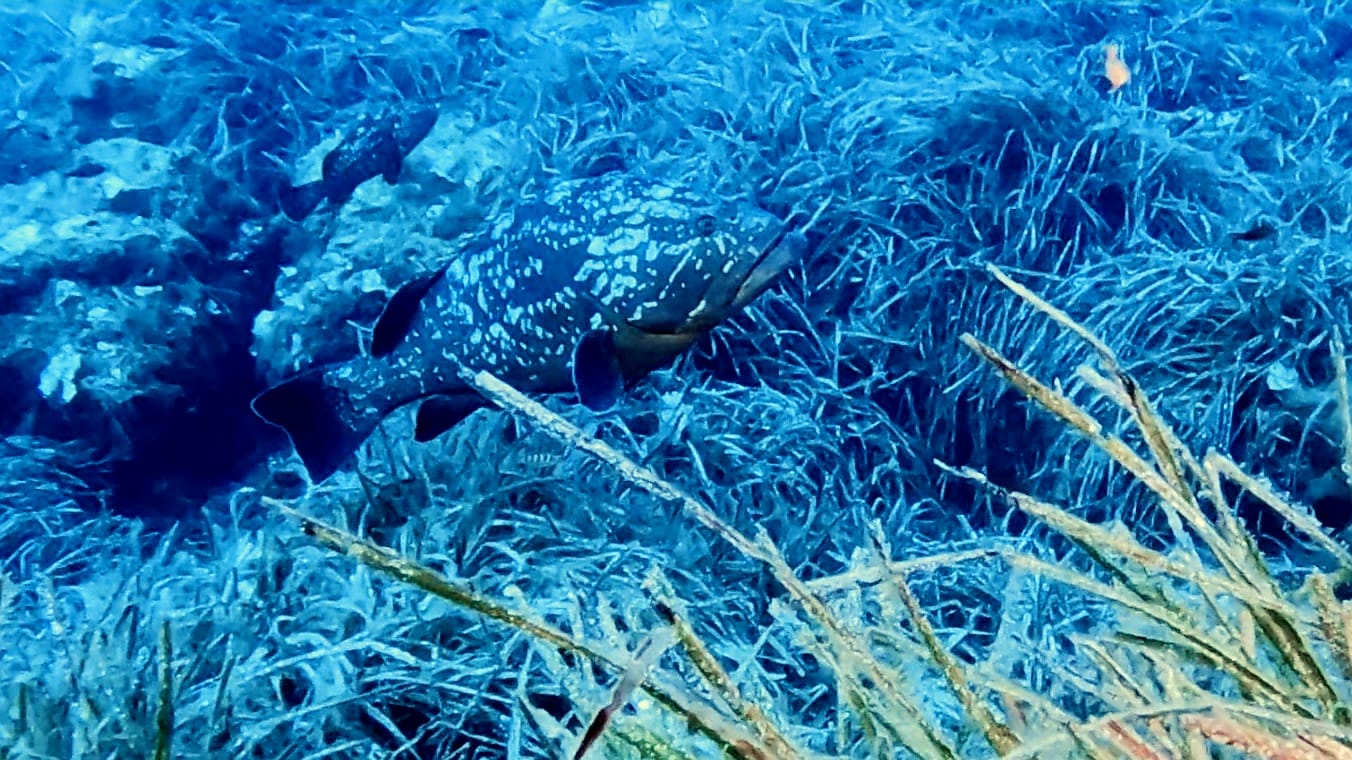 Immersione a Marettimo l’Orlata di San Simone