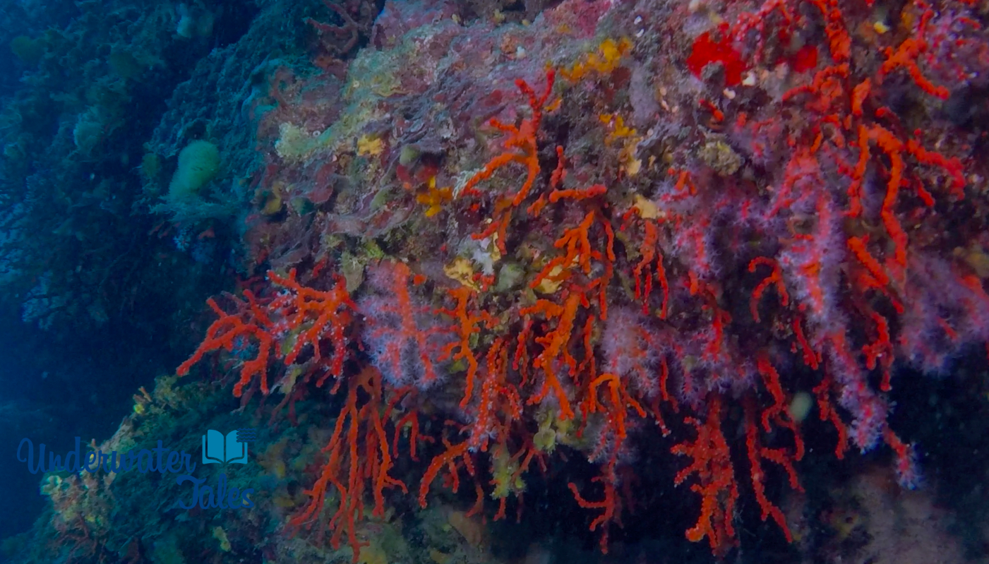 Il corallo rosso cresce in abbondanza alla Testa del leone