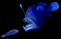 La bioluminescenza e la predazione
