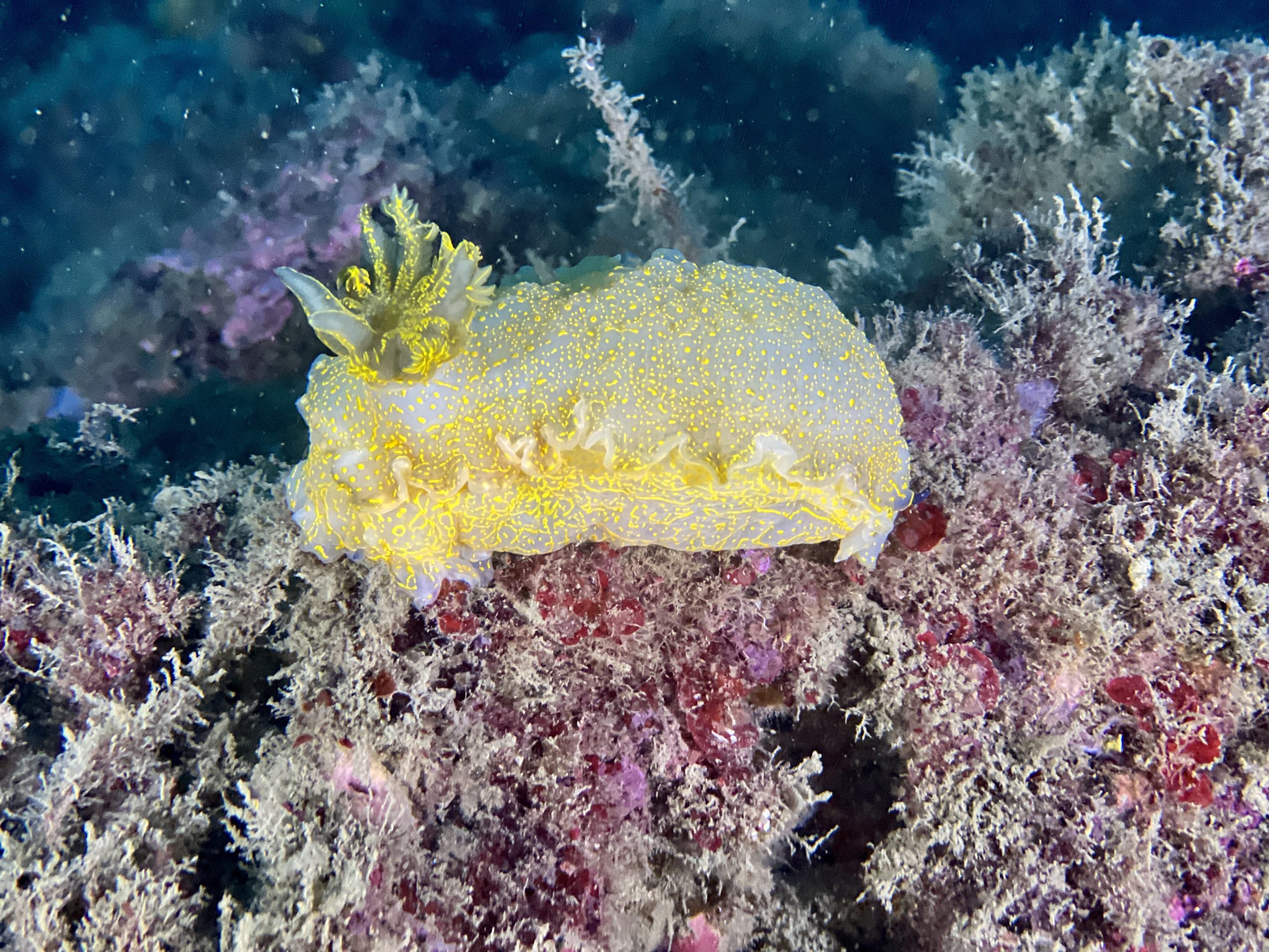 Immersioni alla Gallinara: Il re degli hypselodoris, il tipico nudibranco con il ciuffo. È davvero ciccione, morbido e colorato.