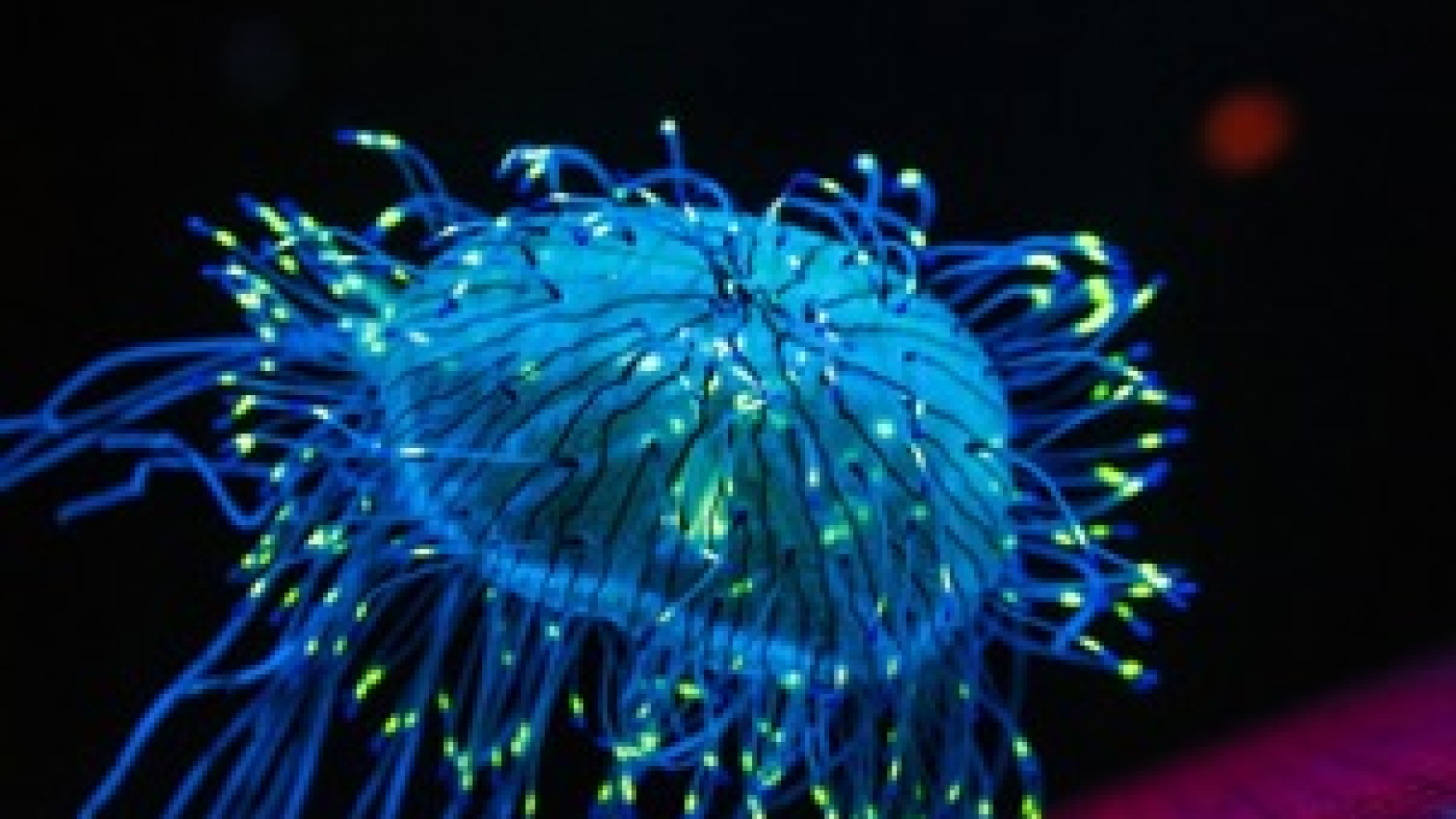 Medusa_bioluminescente