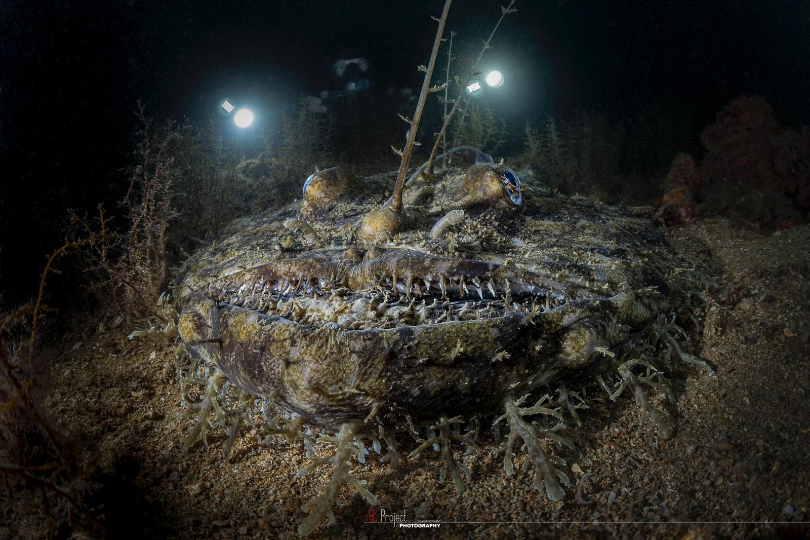 Alla ricerca della rana pescatrice