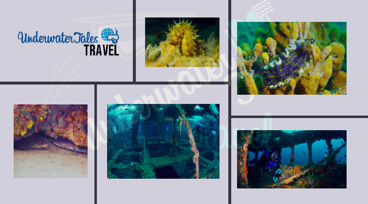 Rovigno, dal 23 al 26 giugno con UnderwaterTales Travel