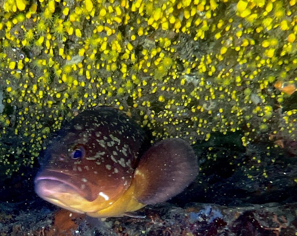 L’Area Marina Protetta Isola di Bergeggi