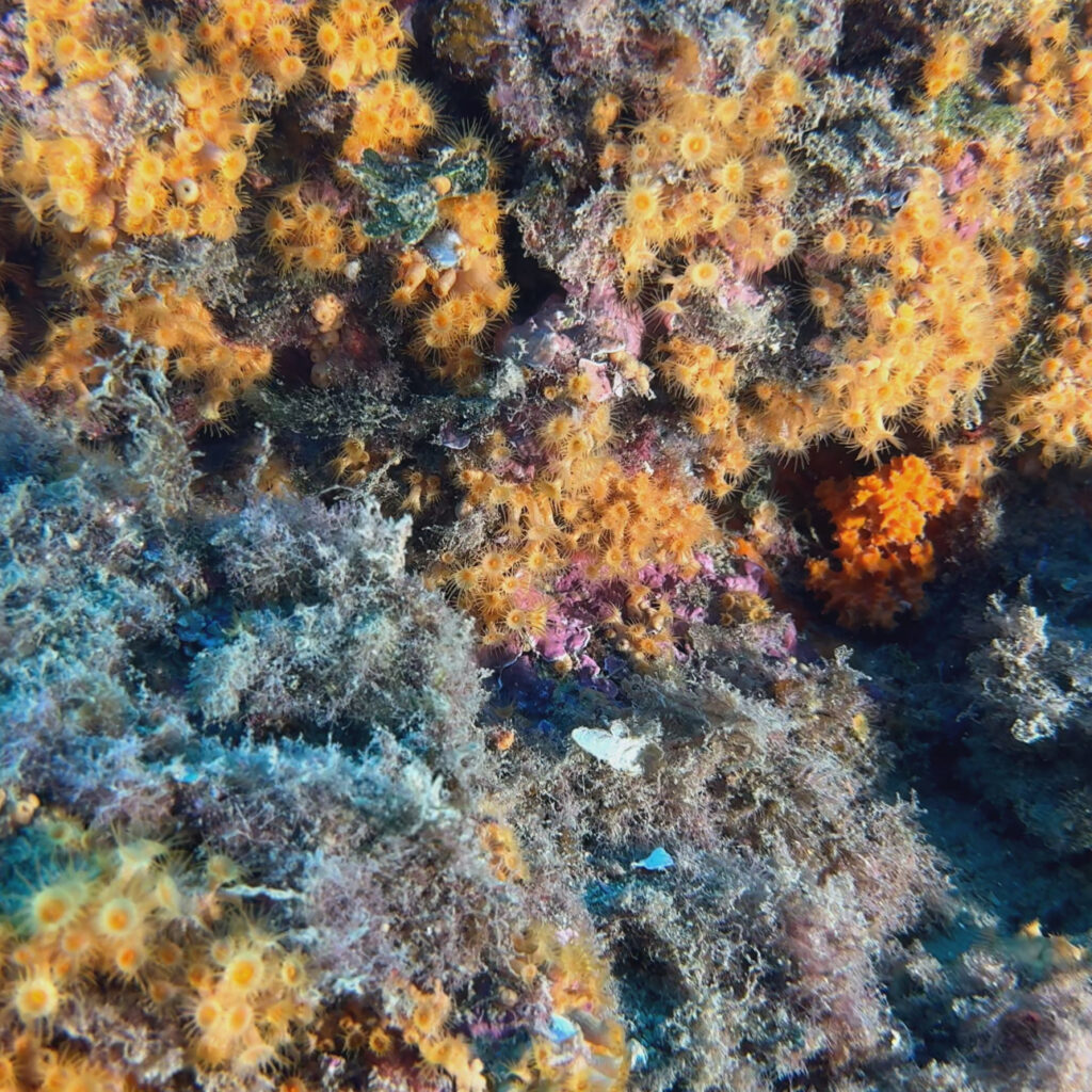 L’Area Marina Protetta Isola di Bergeggi