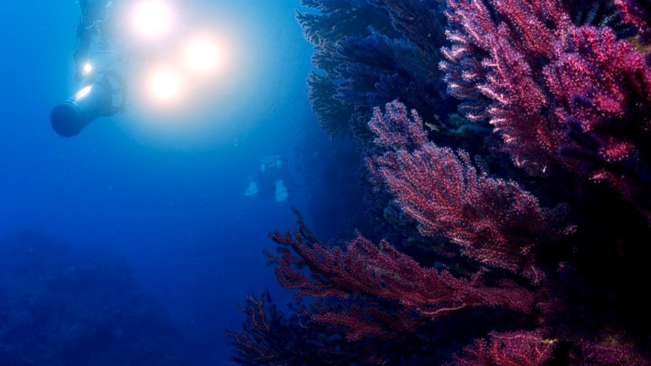 secca-santo-stefano-gorgonia